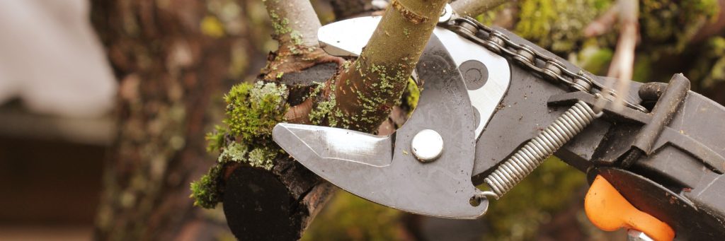 Tree services in Chambersburg, PA