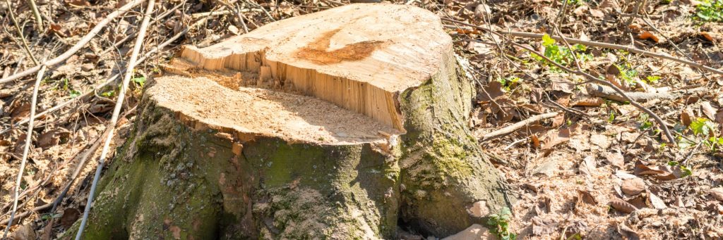 Tree services in Chambersburg, PA