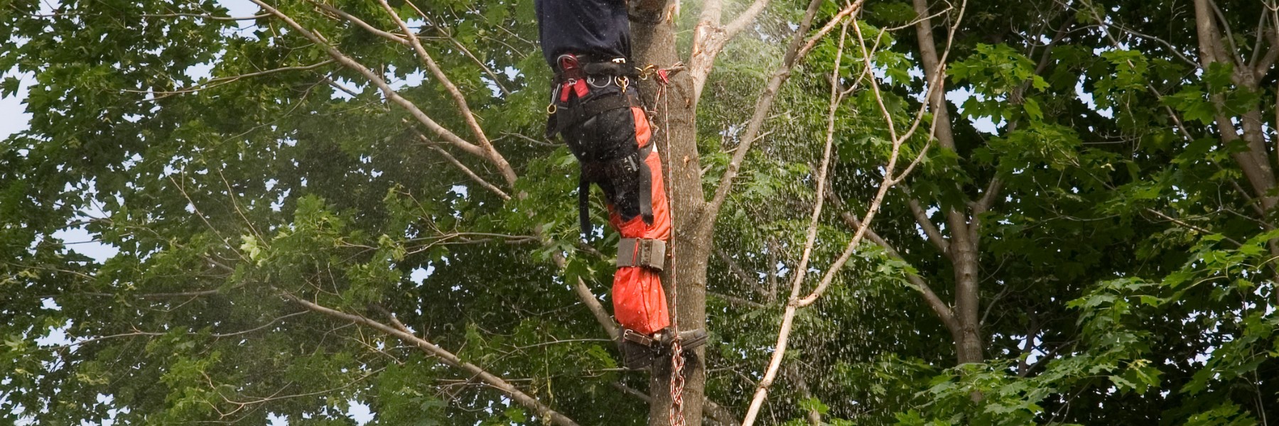 Tree services in Chambersburg, PA